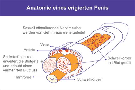 großer penis bild|Der Penis bei einer Erektion 